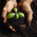 Elemento tierra según Ayurveda: Los cinco elementos