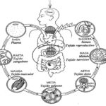 Rasa dhatu: Los siete dhatus en Ayurveda