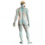 El sistema nervioso y la medicina Ayurveda
