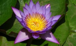 Curso de Fundamentos de Ayurveda: Inicie su camino en la ciencia de la vida