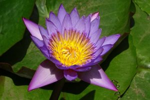 Curso de Fundamentos de Ayurveda: Inicie su camino en la ciencia de la vida