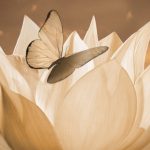 Sanar a través de el Yoga Nidra y Ayurveda