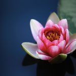 La milenaria ciencia del Ayurveda
