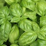 Albahaca y Ayurveda
