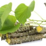 Guduchi: propiedades y bondades en Ayurveda