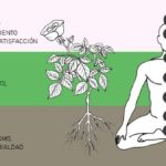 Gunas Ayurveda: La Parábola del Lago y el Estado de tu Mente