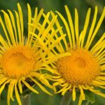 Helenio y Bambú: Ayurveda y Pulmones