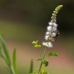 Cohosh Negro y Ñame Silvestre Hierbas Ayuveda