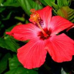 Rincón Herbal: Flor de hibisco