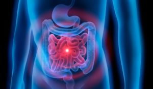 Intestino delgado