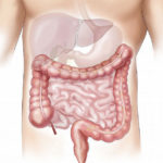Intestino Delgado y el Ayurveda