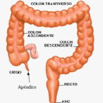 El intestino Grueso: Ayurveda y El Cuerpo Humano
