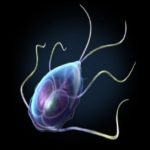 Krimi Roga: la enfermedad desde Ayurveda