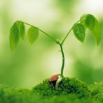 ¿Qué significa realmente la palabra “Ayurveda”?
