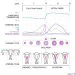 Salud menstrual y síndrome premenstrual | Una perspectiva ayurvédica y occidental