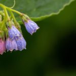Consuelda ayurveda: propiedades y beneficios