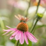 Equinácea Ayurveda: propiedades y beneficios
