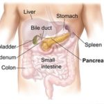 Rol del páncreas y Ayurveda