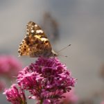 Valeriana: propiedades y beneficios