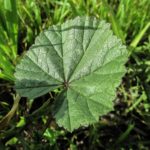 Bala: propiedades y beneficios