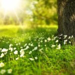 Rutina de primavera acorde al Ayurveda