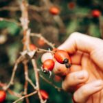 Agracejo: usos y beneficios