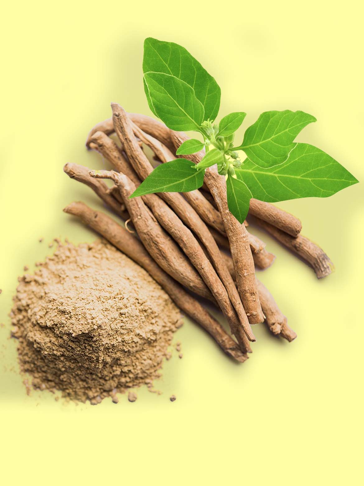 Ashwagandha y sus beneficios - Escuela de Ayurveda de CA