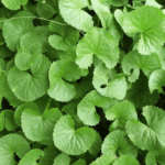 Beneficios del Brahmi Ayurveda: para que sirve
