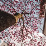 Pau D´Arco: propiedades y beneficios