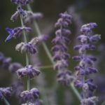 Salvia: propiedades y beneficios
