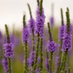 Verbena: propiedades y beneficios