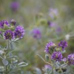 Alfalfa: propiedades y beneficios