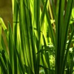 Cálamo: propiedades y beneficios