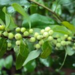 Beneficios de Guggul en Ayurveda