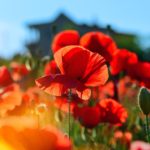 Amapola: propiedades y beneficios
