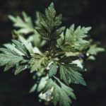 Artemisa: propiedades y beneficios