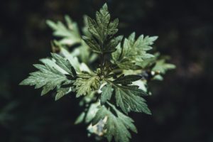 artemisa ayurveda