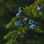 Enebro: propiedades y beneficios