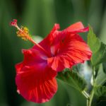 Hibiscus propiedades y beneficios