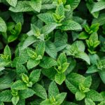 Menta: propiedades y beneficios