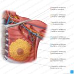 Respiración para la salud mamaria
