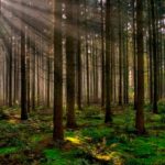 La sabiduría de los árboles