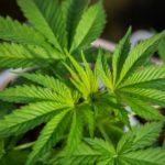 Marihuana y la perspectiva ayurvédica