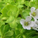 Brahmi y el sistema linfático