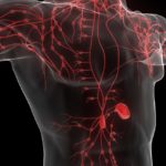 Sistema linfático y Ayurveda