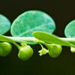 5 hierbas para un hígado saludable