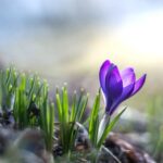 La importancia de una limpieza de primavera