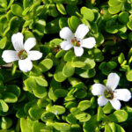 Bacopa y su apoyo a la salud mental