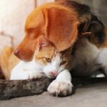 Hierbas ayurvédicas para mascotas