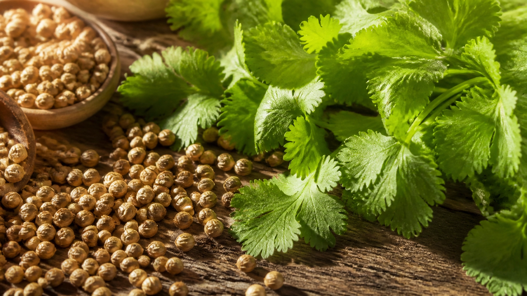 Cilantro en Ayurveda: Propiedades Medicinales, Usos Clínicos y Farmacología de la Hierba Sagrada